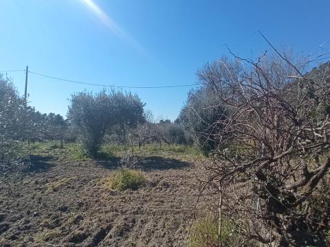 Farm with 3500m2 located at the entrance of Penamacor.