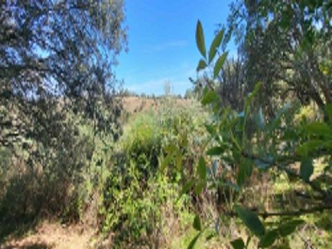 Farm with a total area of &#8203;&#8203;9.5 ha, 3 minutes from Castelo Branco