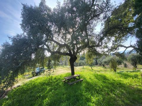 Rustic land 8900m2 with approved agricultural construction project - Alpedrinha