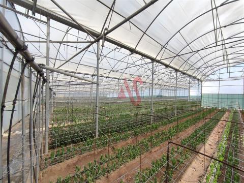 Land with greenhouses in Carreira, Barcelos