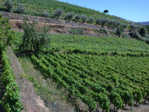 Finca de 3 hectáreas en Régua con producción de vino