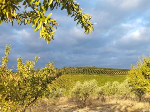 Terrain avec vignoble, amandier et oliveraie à Vila Flor