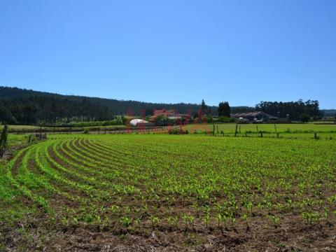 Terreno rústico para atividade agrícola. Póvoa de Varzim &#124;  Nova Imobiliária